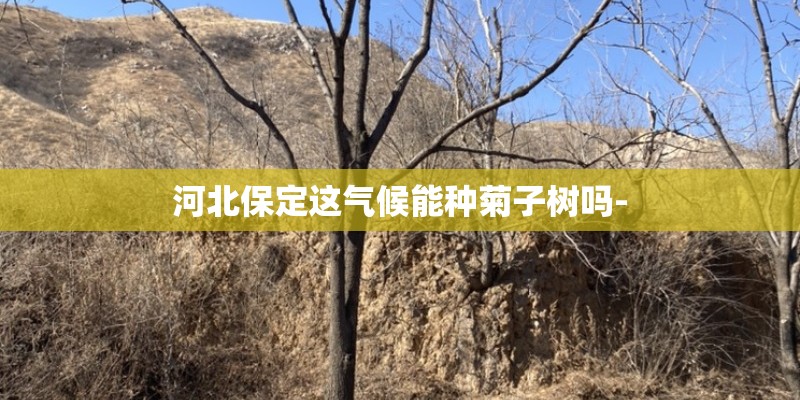 河北保定这气候能种菊子树吗-