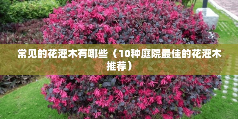 常见的花灌木有哪些（10种庭院最佳的花灌木推荐）