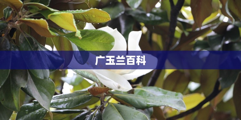广玉兰百科
