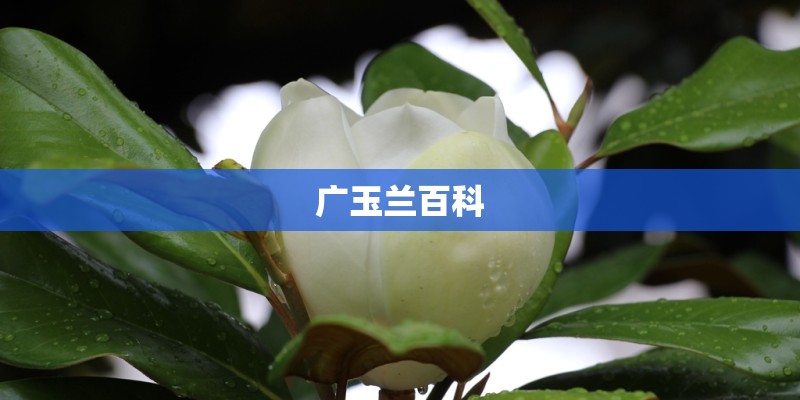 广玉兰百科