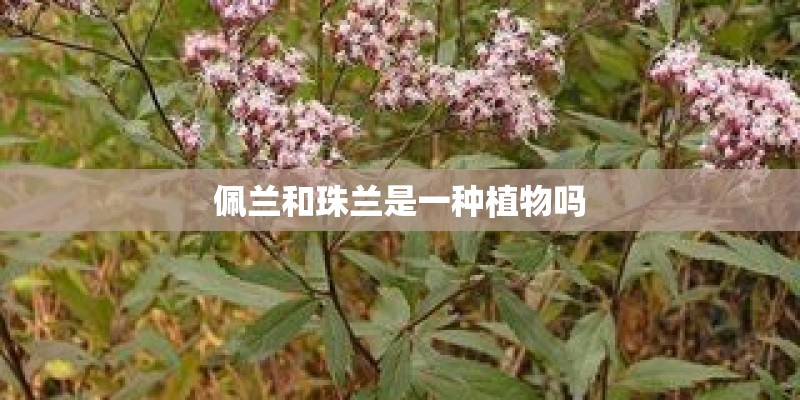 佩兰和珠兰是一种植物吗 佩兰和珠兰是一种植物吗