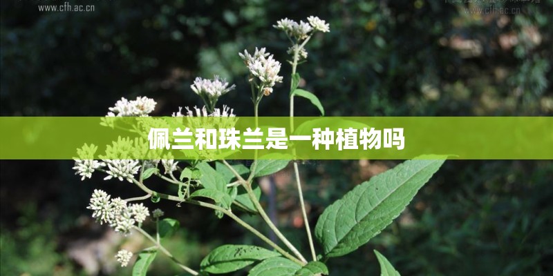佩兰和珠兰是一种植物吗 佩兰和珠兰是一种植物吗