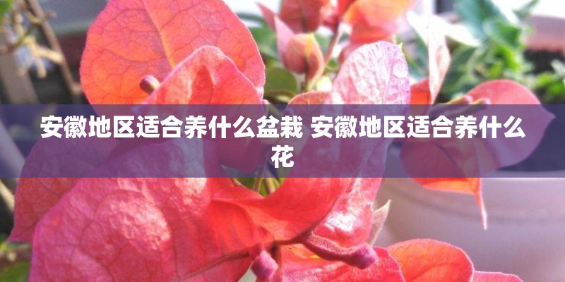 安徽地区适合养什么盆栽 安徽地区适合养什么花