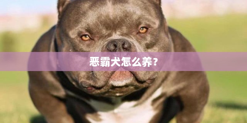 恶霸犬怎么养？