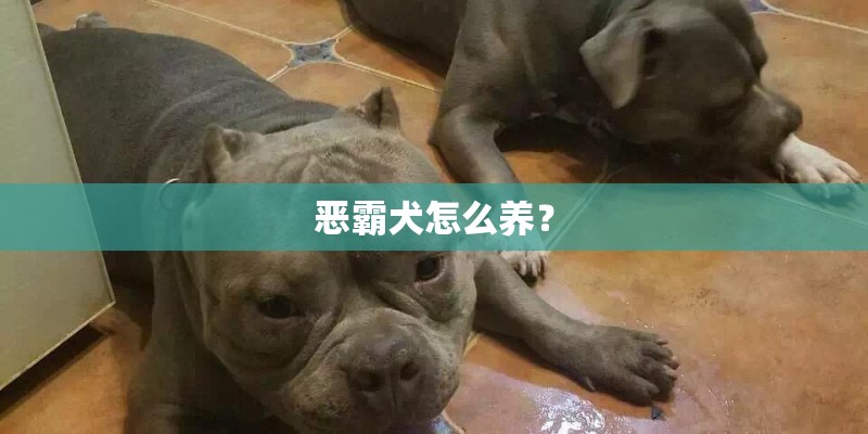 恶霸犬怎么养？