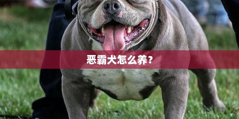 恶霸犬怎么养？