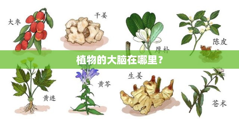 植物的大脑在哪里？