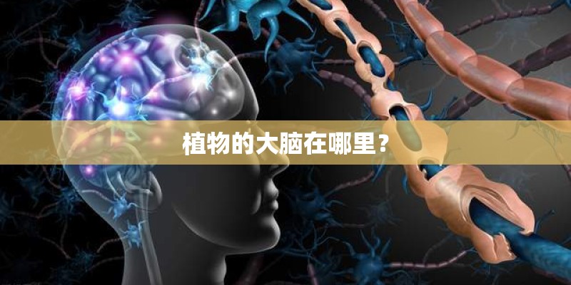 植物的大脑在哪里？