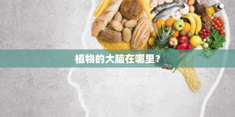 植物的大脑在哪里？
