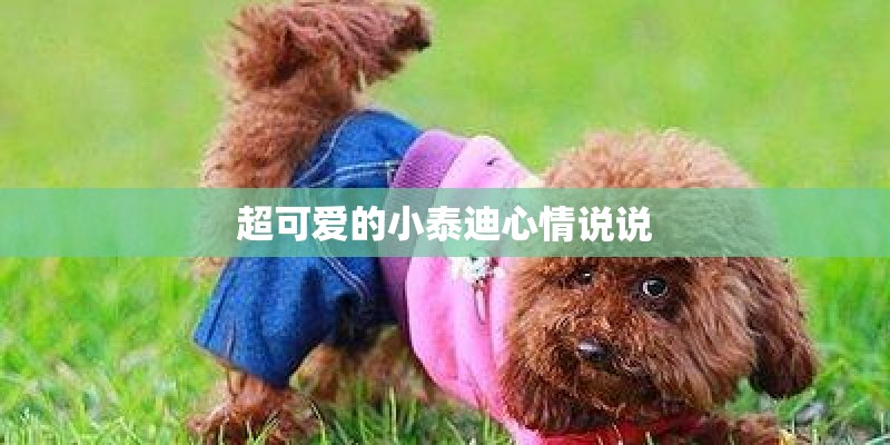 超可爱的小泰迪心情说说