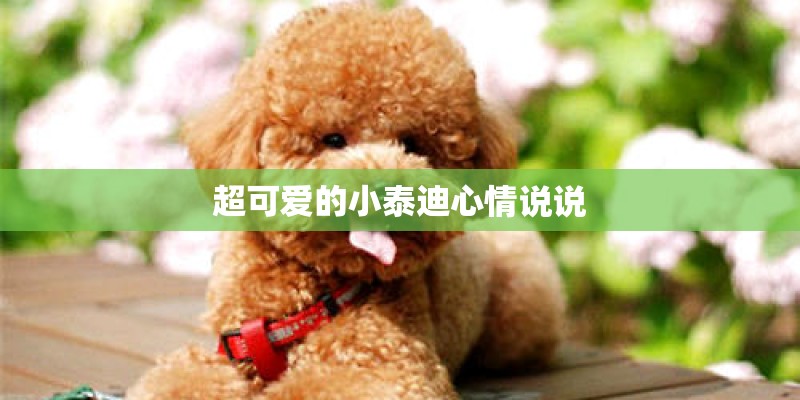 超可爱的小泰迪心情说说 超可爱的小泰迪心情说说