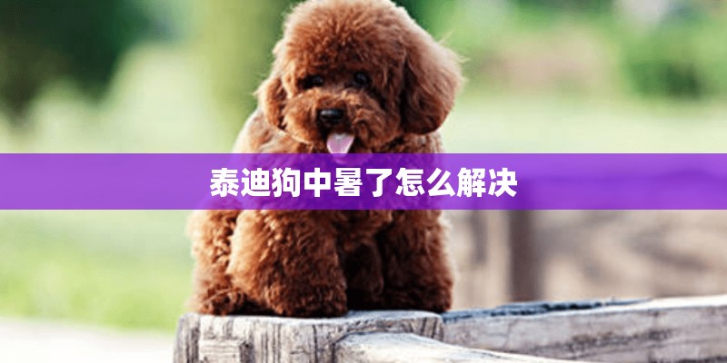 泰迪狗中暑了怎么解决
