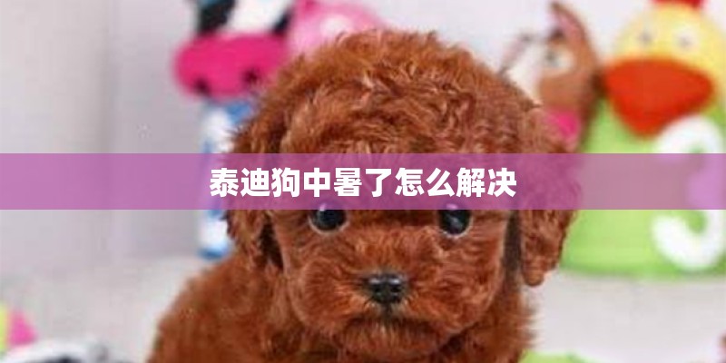 泰迪狗中暑了怎么解决