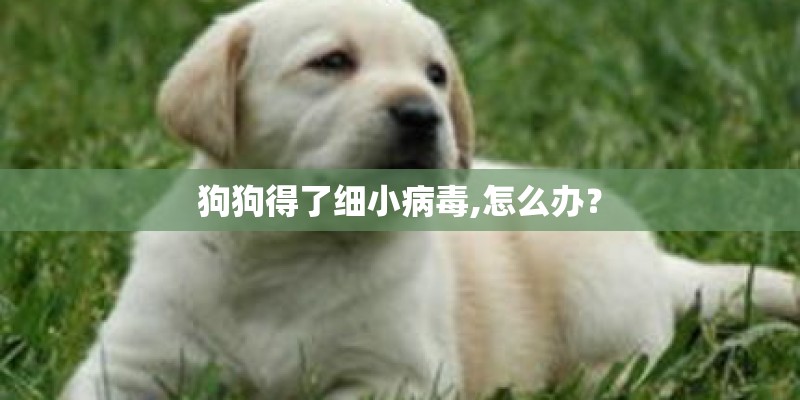 狗狗得了细小病毒,怎么办？