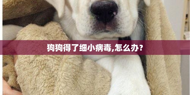 狗狗得了细小病毒,怎么办？