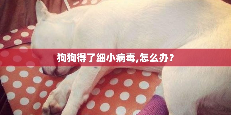 狗狗得了细小病毒,怎么办？