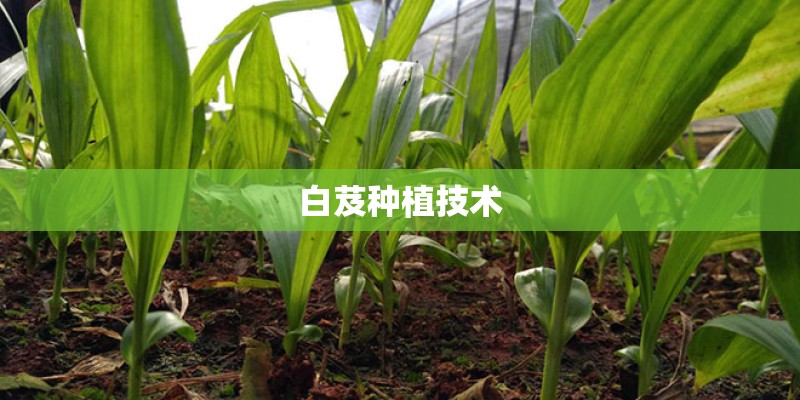 白芨种植技术