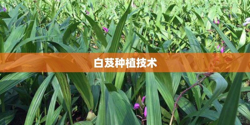 白芨种植技术