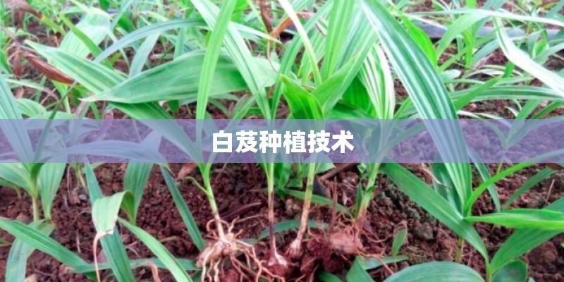 白芨种植技术