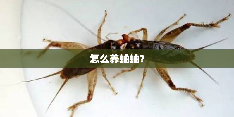 怎么养蛐蛐？