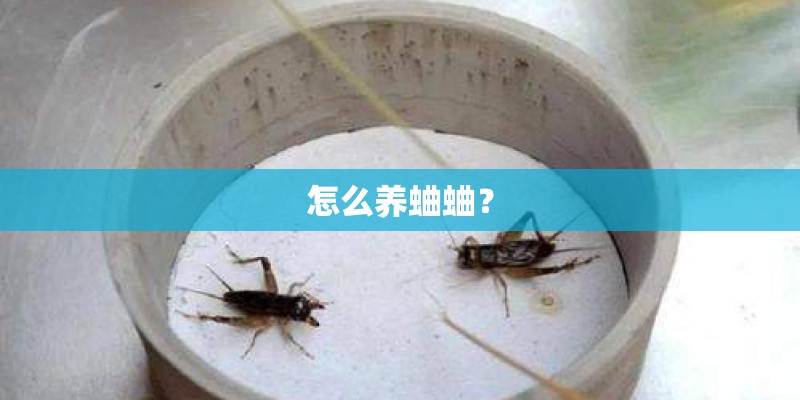 怎么养蛐蛐？