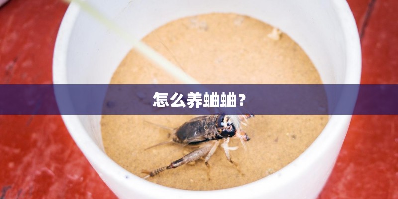 怎么养蛐蛐？