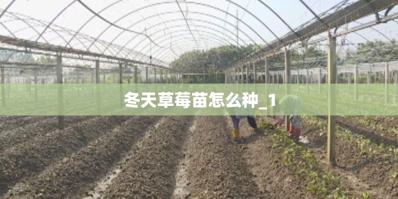 冬天草莓苗怎么种_1