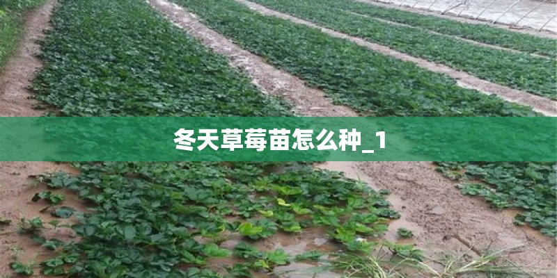 冬天草莓苗怎么种_1