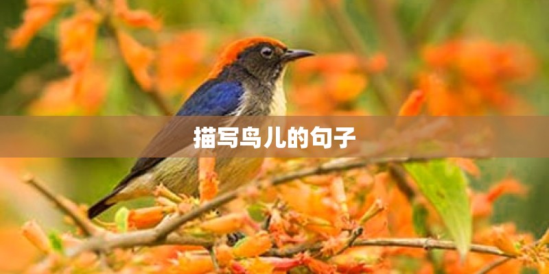 描写鸟儿的句子 描写鸟儿的句子