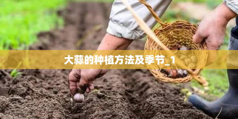 大蒜的种植方法及季节_1