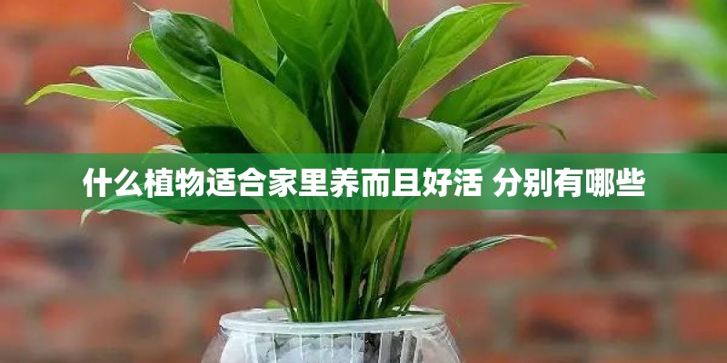 什么植物适合家里养而且好活 分别有哪些
