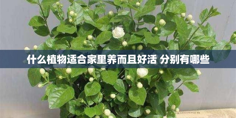 什么植物适合家里养而且好活 分别有哪些