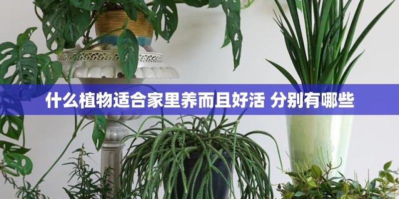 什么植物适合家里养而且好活 分别有哪些