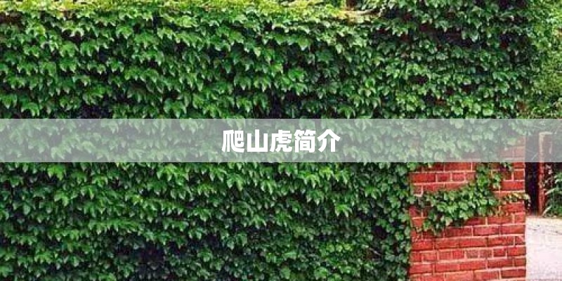爬山虎简介