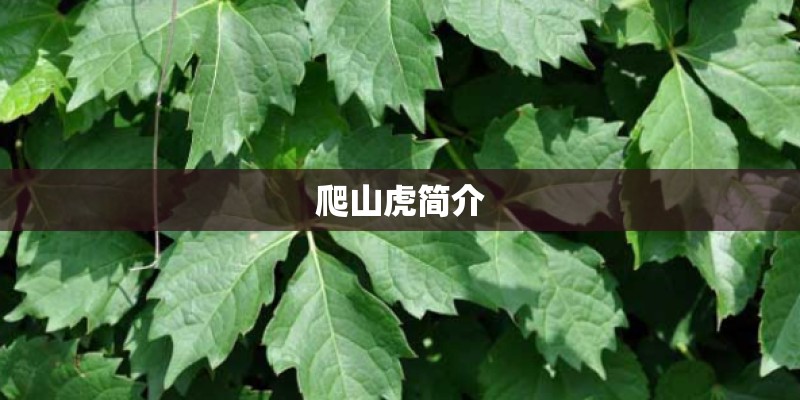 爬山虎简介