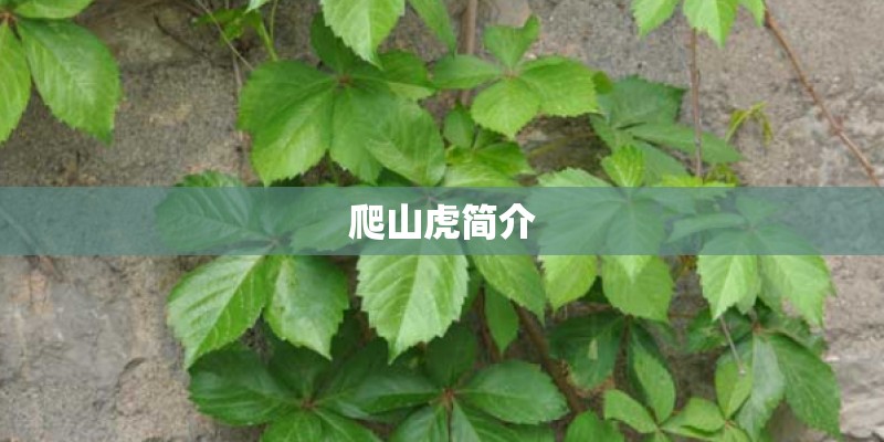 爬山虎简介