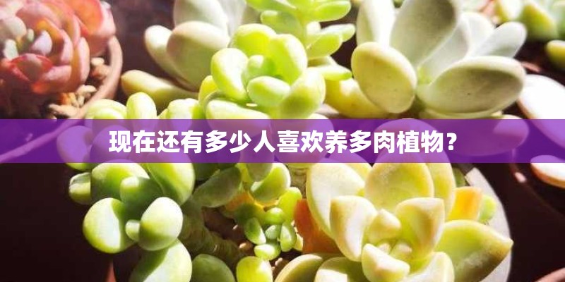 现在还有多少人喜欢养多肉植物？