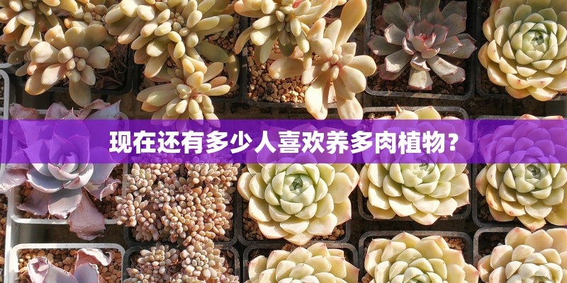现在还有多少人喜欢养多肉植物？