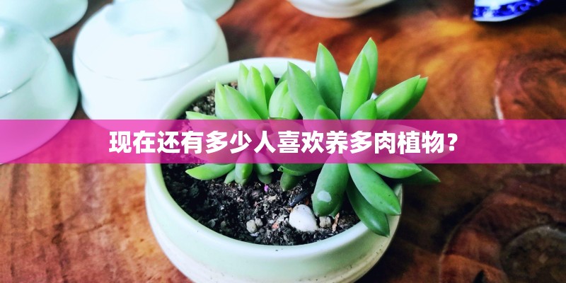 现在还有多少人喜欢养多肉植物？