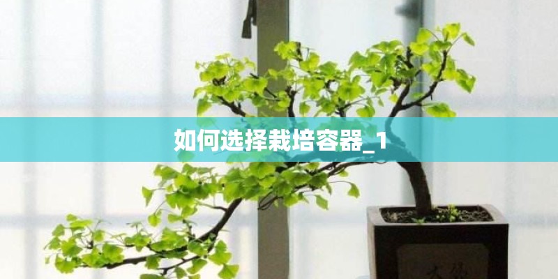 如何选择栽培容器_1