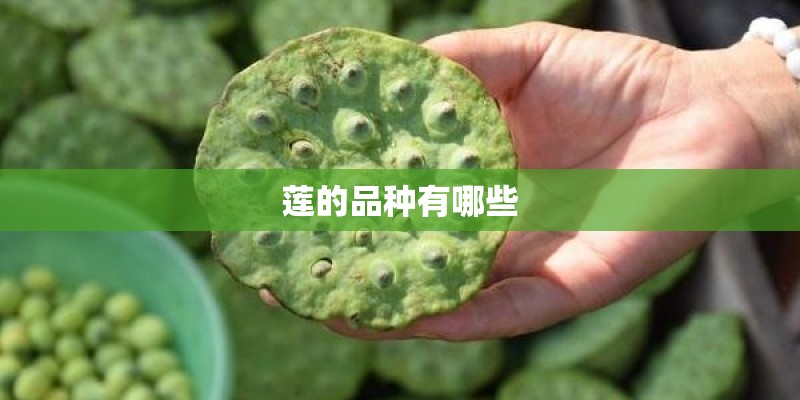 莲的品种有哪些
