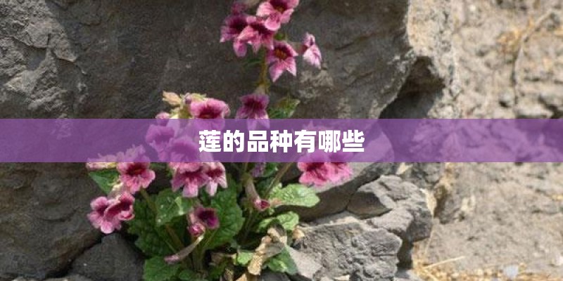 莲的品种有哪些