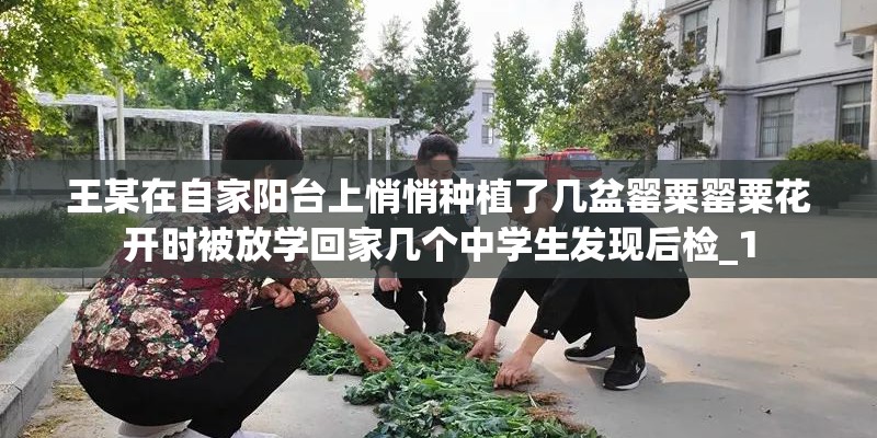王某在自家阳台上悄悄种植了几盆罂粟罂粟花开时被放学回家几个中学生发现后检_1
