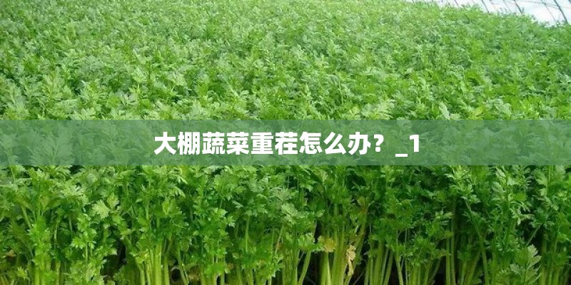 大棚蔬菜重茬怎么办？_1