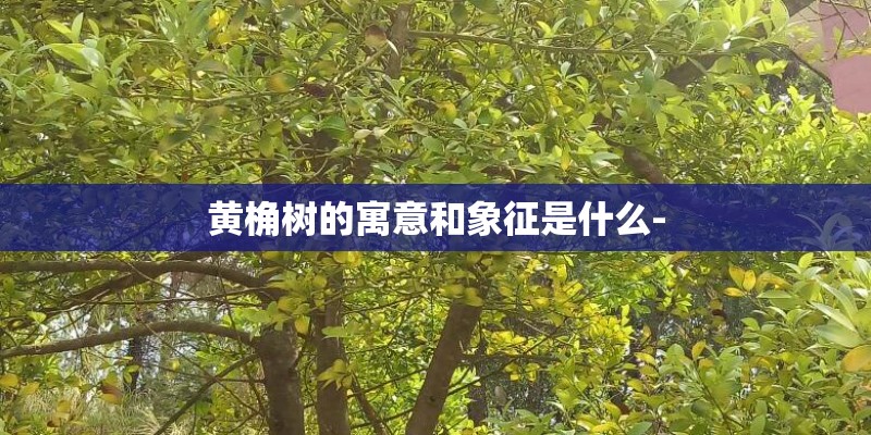 黄桷树的寓意和象征是什么-