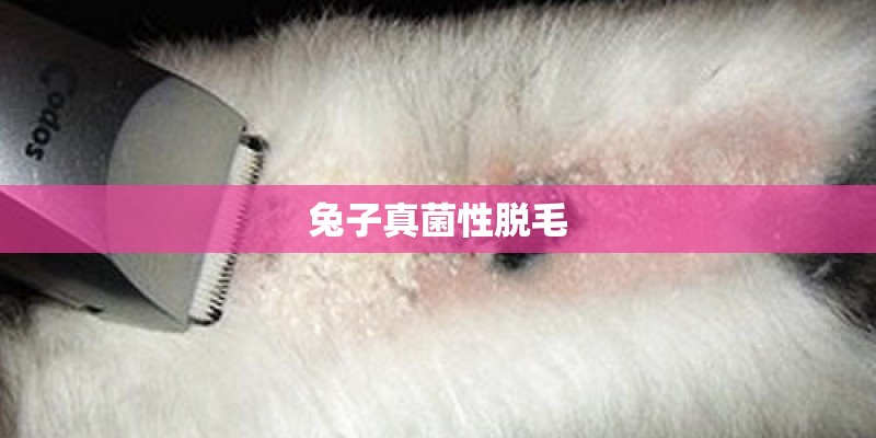 兔子真菌性脱毛