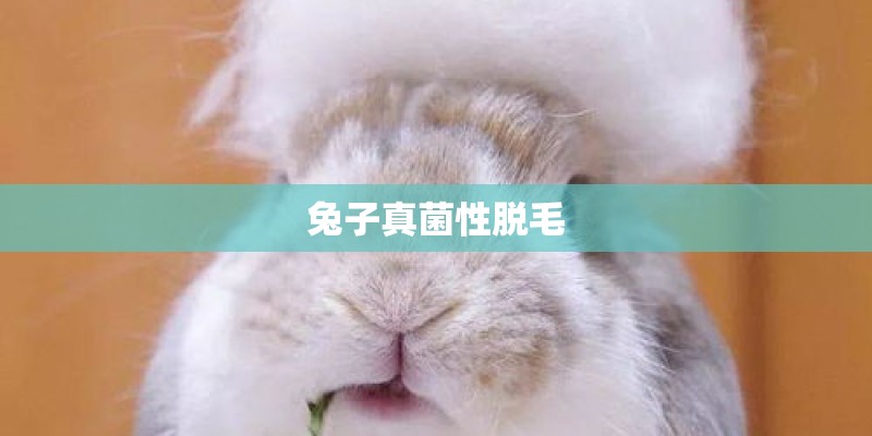 兔子真菌性脱毛