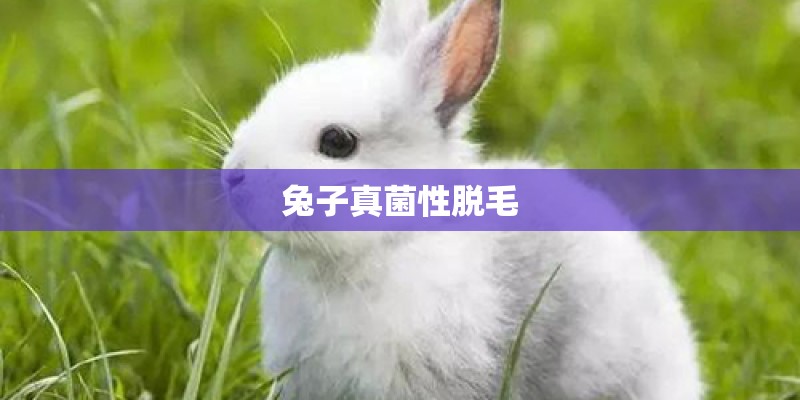 兔子真菌性脱毛