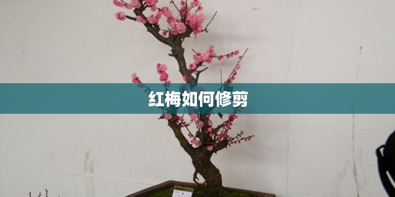 红梅如何修剪 红梅如何修剪