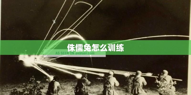 侏儒兔怎么训练